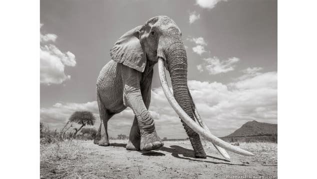 Elephant queen